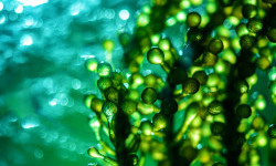Цікаві факти про водорості