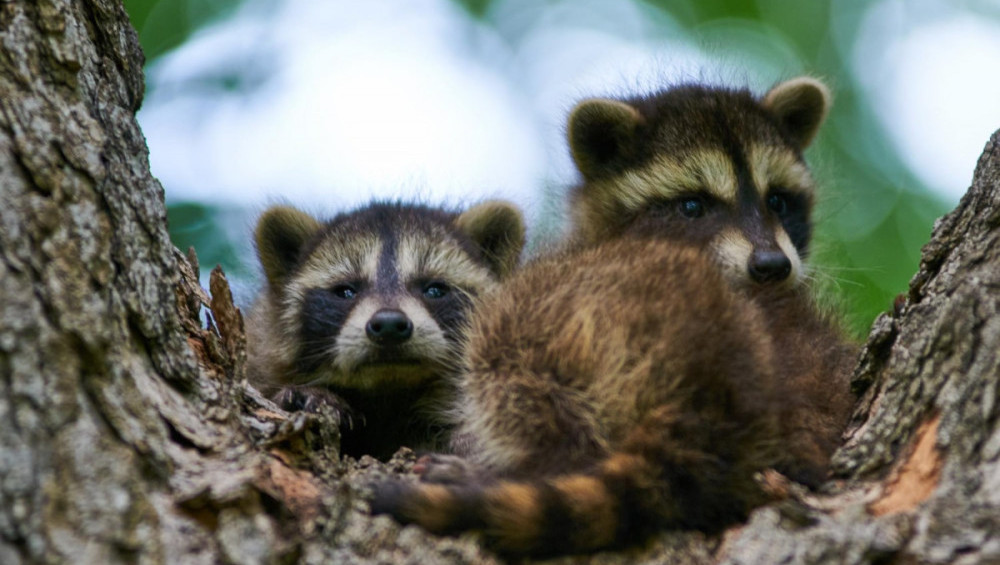 Цікаві факти про єнотів