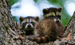 Цікаві факти про єнотів