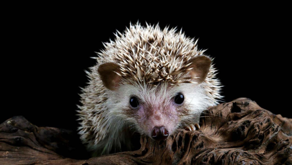 Цікаві факти про їжаків