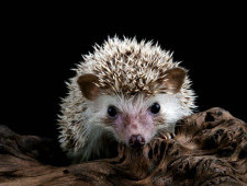 Цікаві факти про їжаків