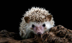 Цікаві факти про їжаків