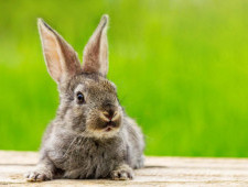 Цікаві факти про зайців