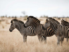 Цікаві факти про зебру