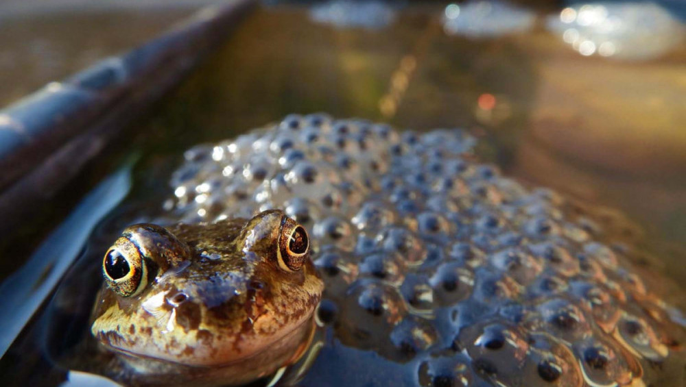 Цікаві факти про жаб