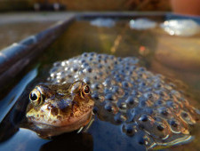 Цікаві факти про жаб