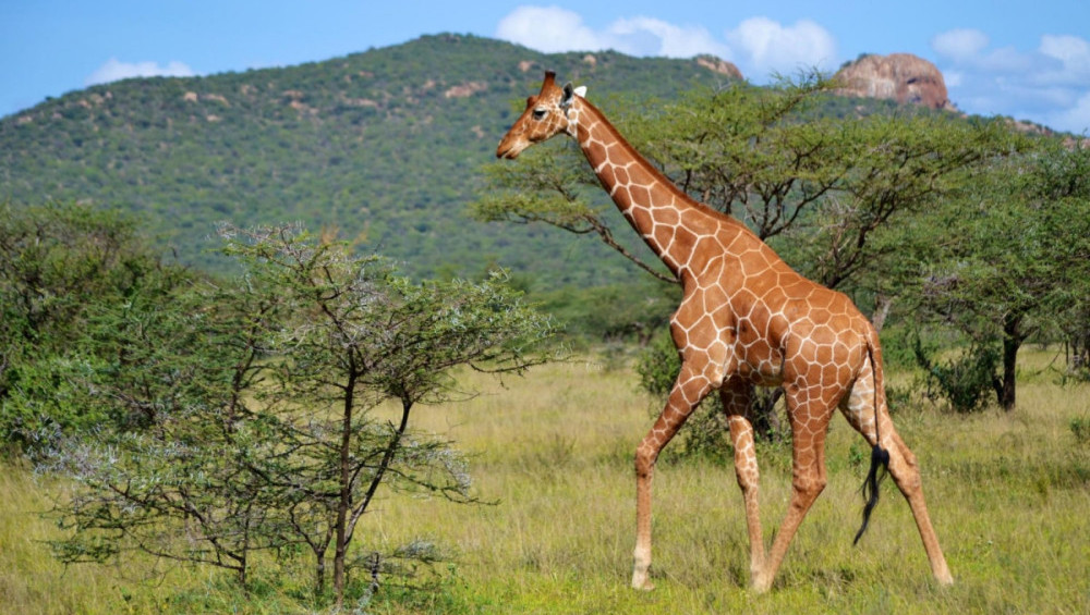 Цікаві факти про жирафів