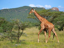 Цікаві факти про жирафів