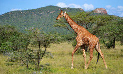 Цікаві факти про жирафів