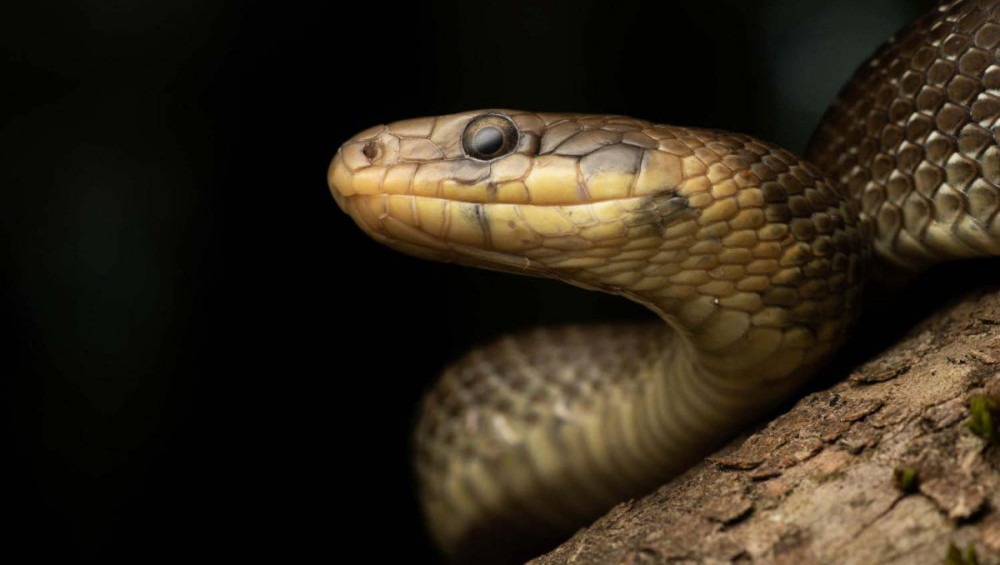 Цікаві факти про змій