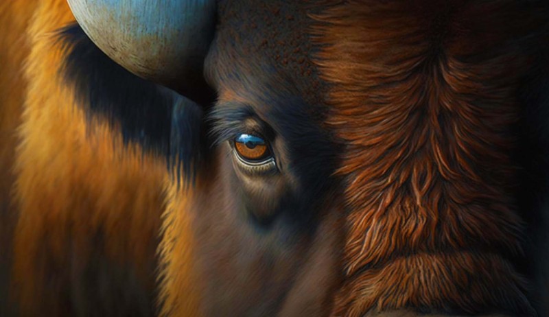 Цікаві факти про зубрів