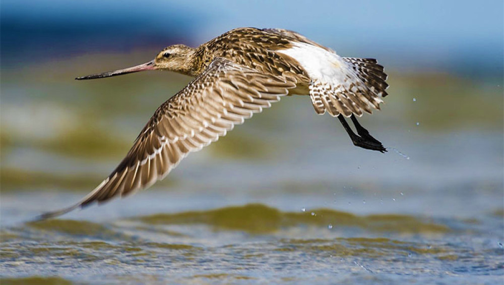 Чому перелітні птахи не можуть подорожувати океаном?