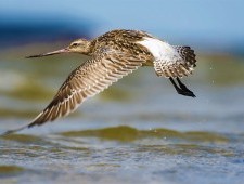 Чому перелітні птахи не можуть подорожувати океаном?