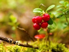 Цікаві факти про брусницю