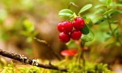 Цікаві факти про брусницю