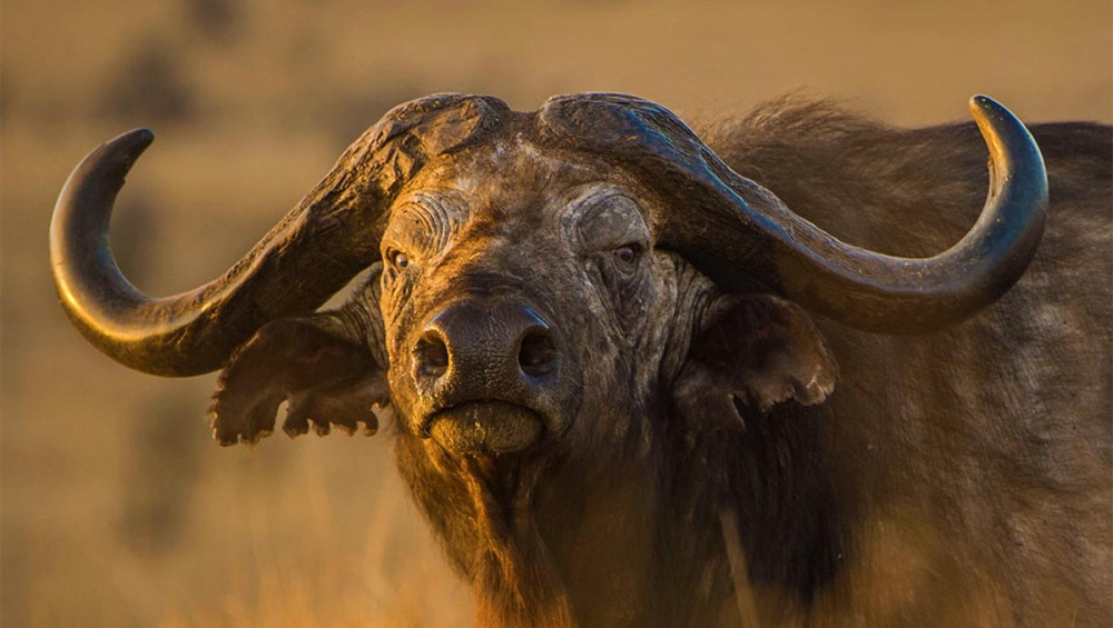 Цікаві факти про буйволів