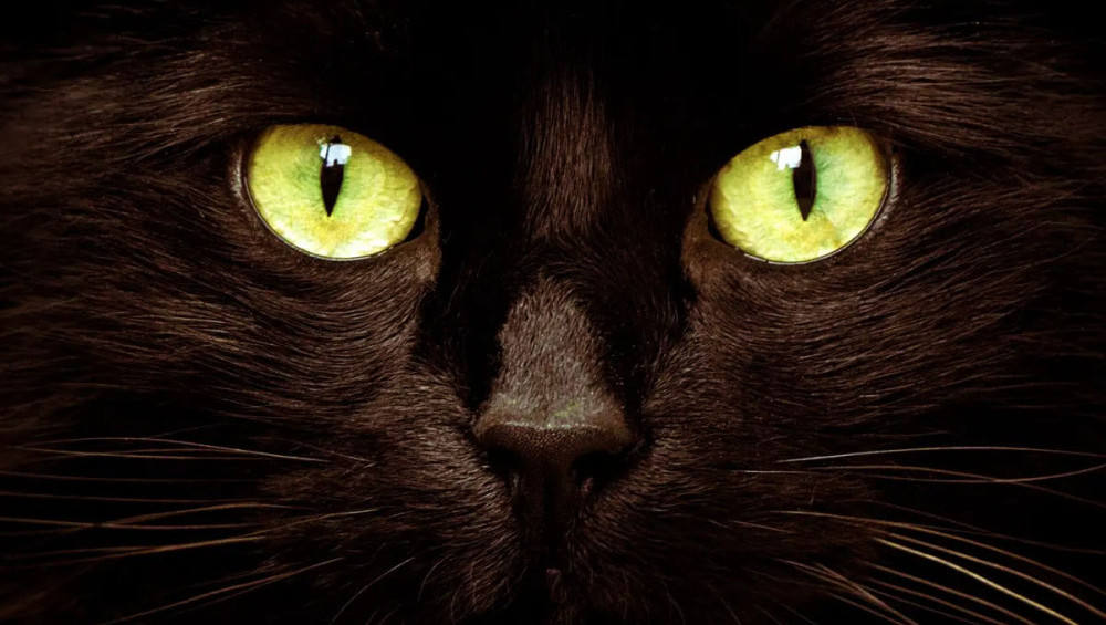 Цікаві факти про котів