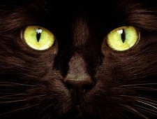 Цікаві факти про котів