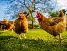 Цікаві факти про курей