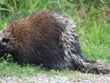 Цікаві факти про дикобрази