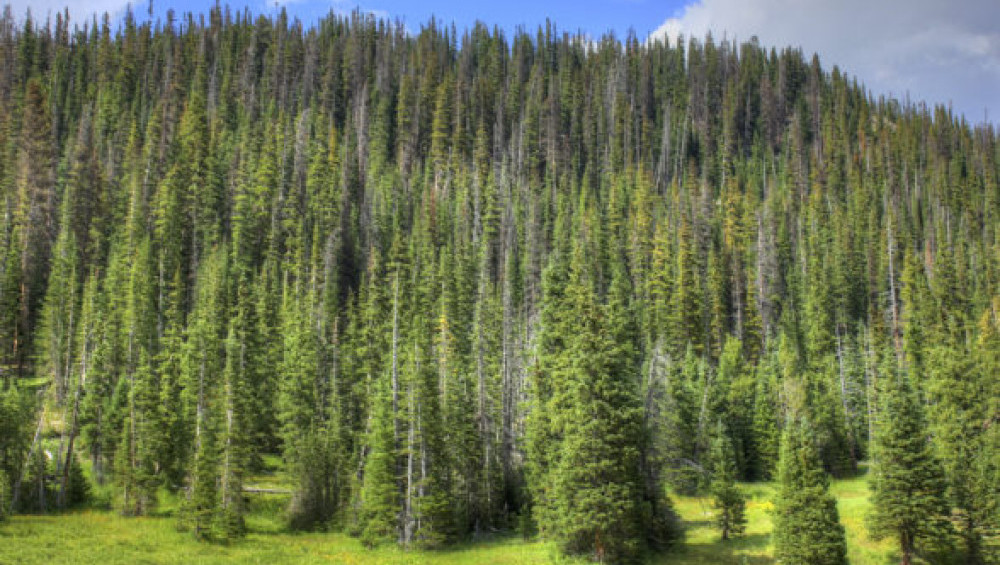 Цікаві факти про хвойні ліси