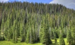 Цікаві факти про хвойні ліси