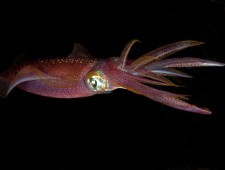 Цікаві факти про кальмарів