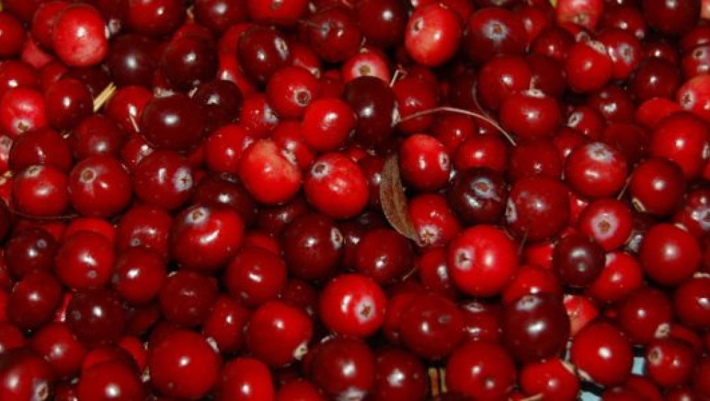 Цікаві факти про журавлину