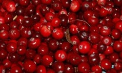 Цікаві факти про журавлину