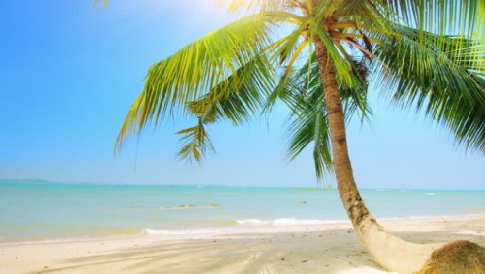 Цікаві факти про кокоси