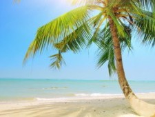 Цікаві факти про кокоси