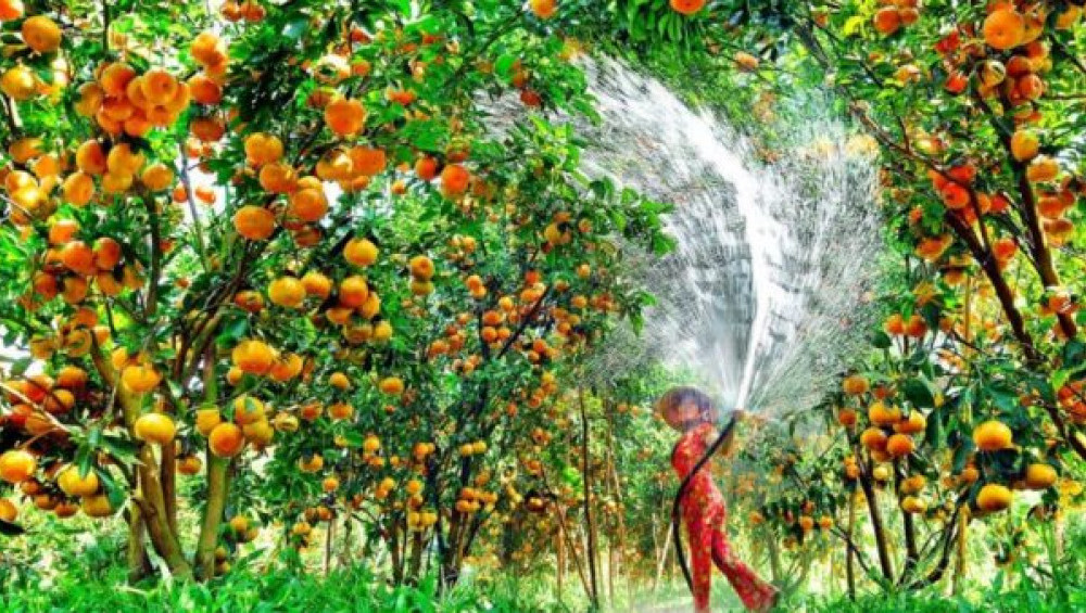 Цікаві факти про культивовані рослини