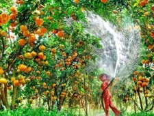 Цікаві факти про культивовані рослини