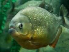 Цікаві факти про Піранью