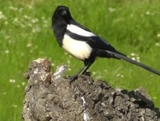 Цікаві факти про сороки