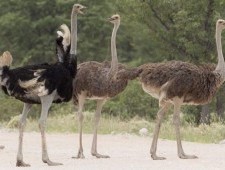 Цікаві факти про страуси