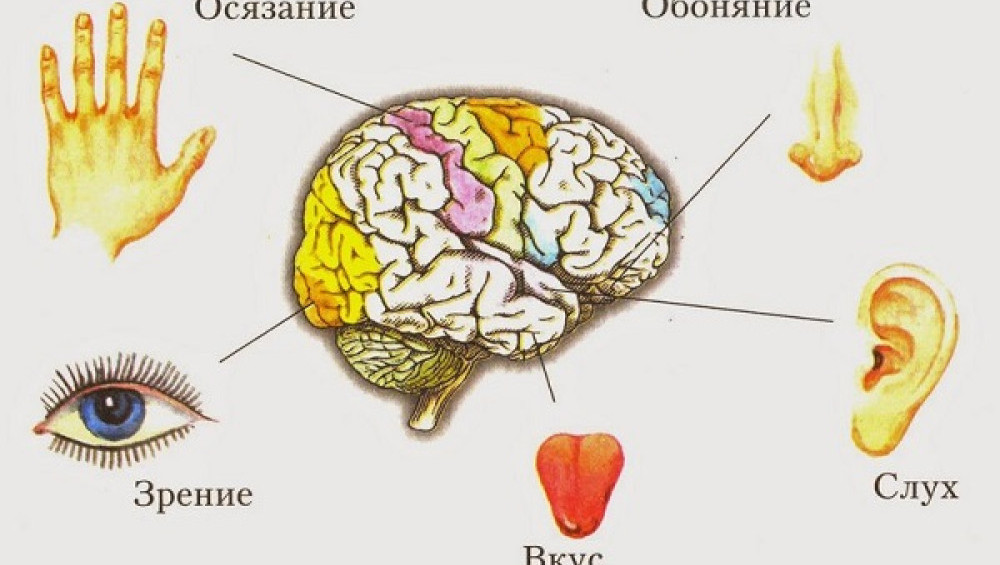 Цікаві факти про почуття