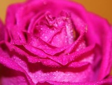 Почему снятся цветы?