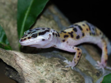 Чому деякі тварини можуть регенерувати кінцівки