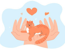 Чому муркочуть коти і що це означає?