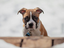 Что такое аллергия у собак и что с этим делать