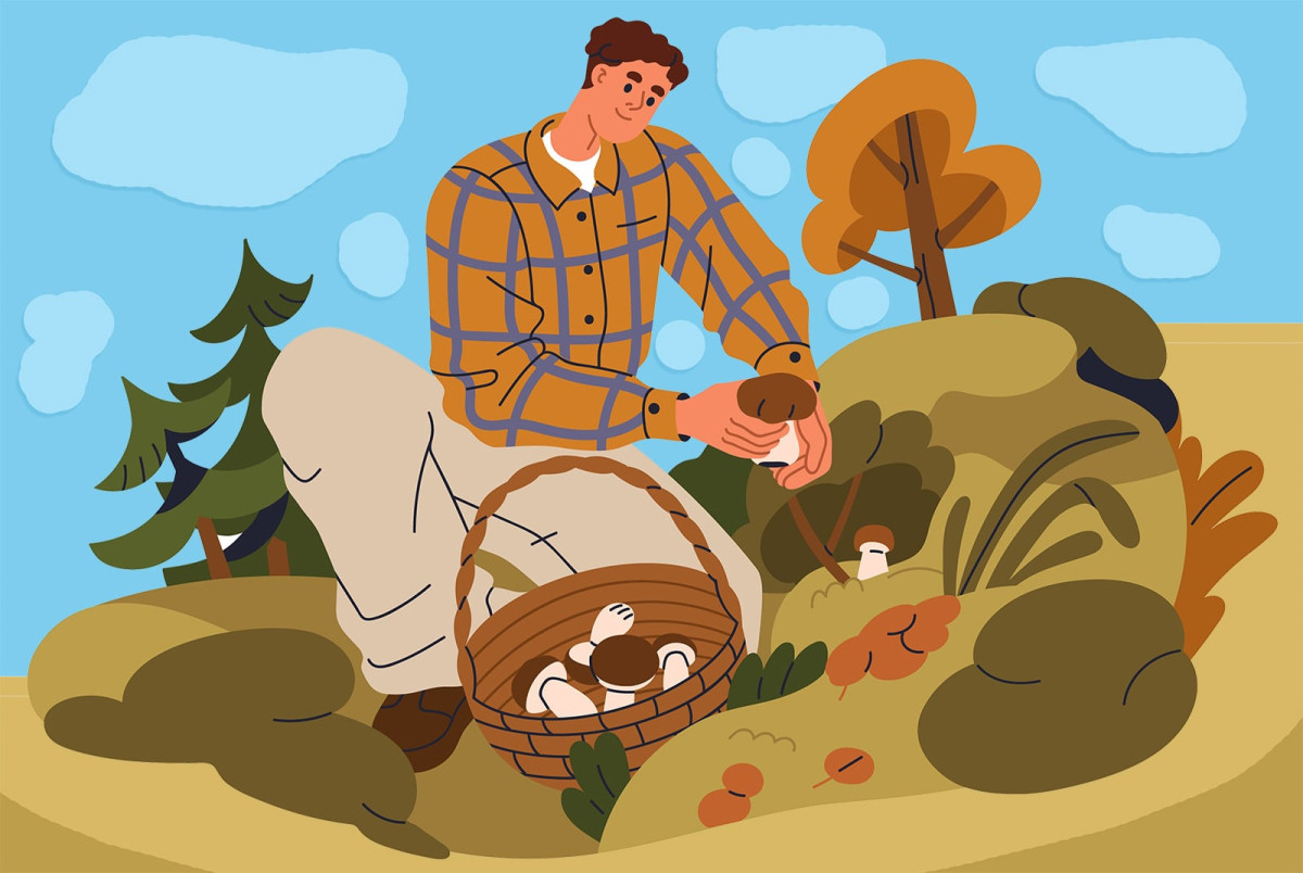 Коли можна збирати гриби та де їх шукати?