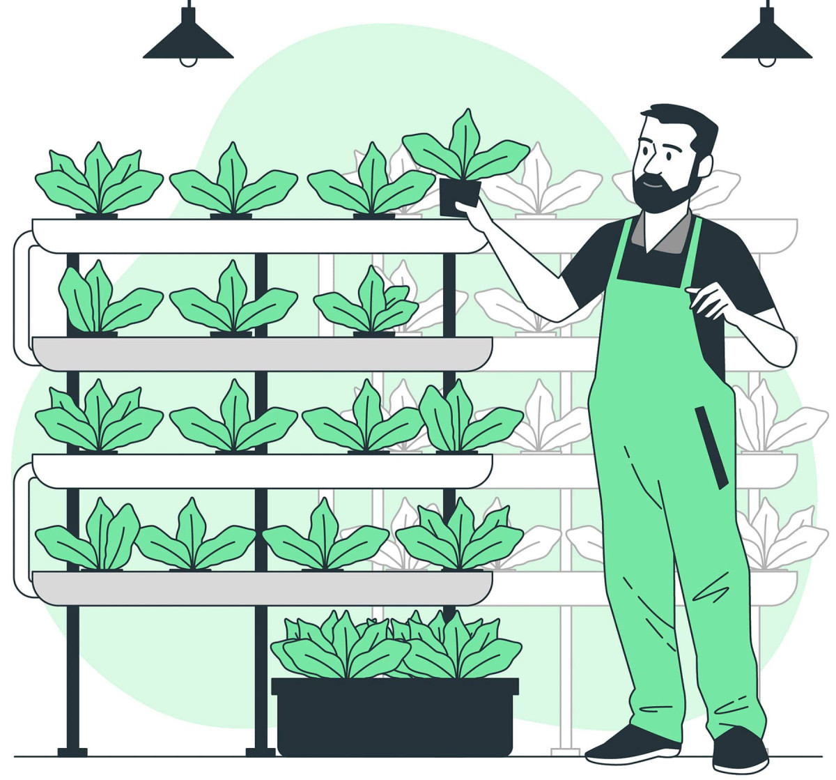 Ошибки при подкормке растений в теплице: как не испортить урожай?