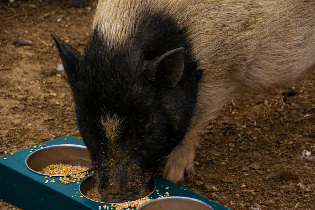 Состав корма для свиней – 2